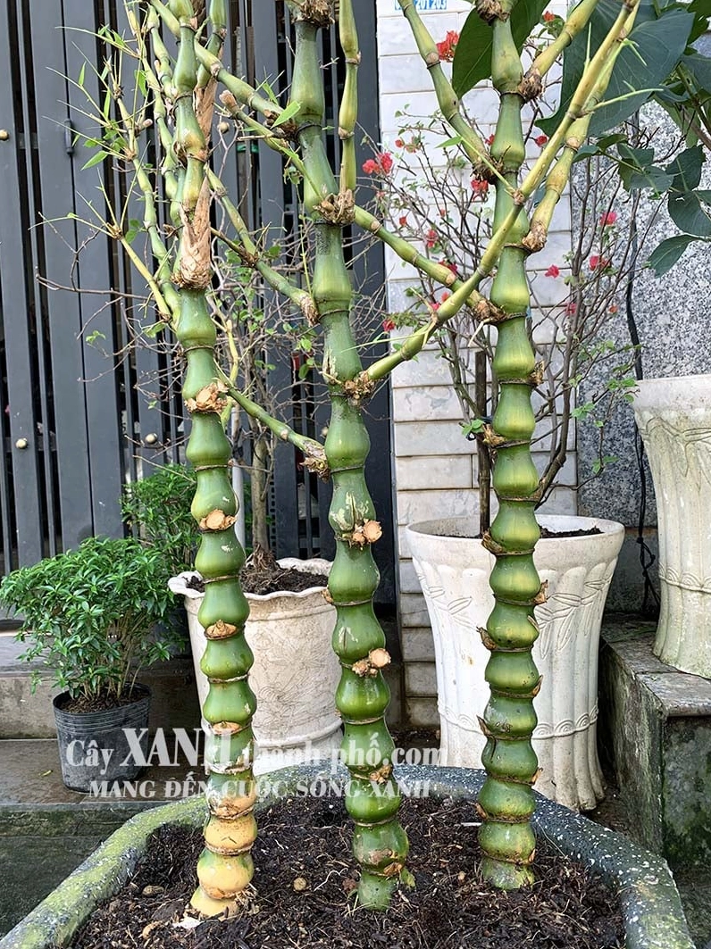 Cây Trúc Quan Âm với sắc lá xanh tươi và thân mảnh nổi bật trong khung hình gần đầy chất thư thái