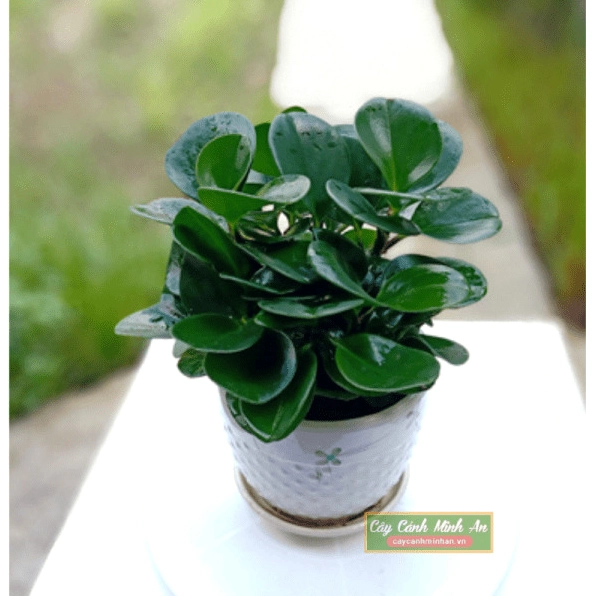Cây trường sinh xanh mướt trong chậu nhỏ gợi ý phối cùng cây cảnh phong thủy để bàn