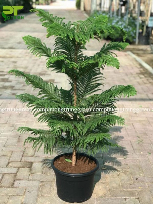 Cây tùng bách tán trồng cảnh quan với tán lá đều và màu xanh khỏe khoắn