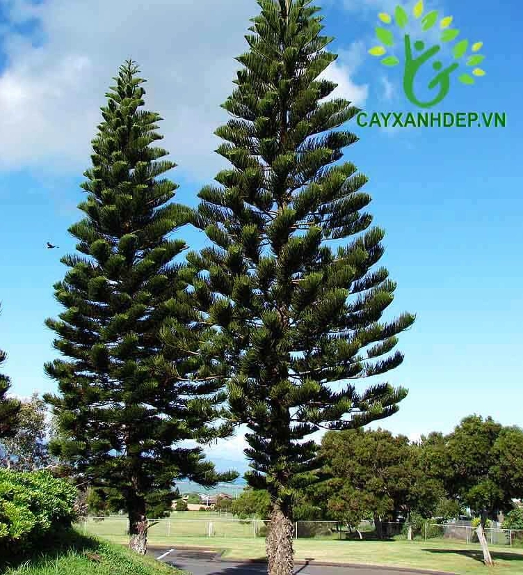 Cây Tùng Bách Tán với dáng tán cân đối góp phần tạo bố cục sang trọng cho sân vườn phối lá gấm