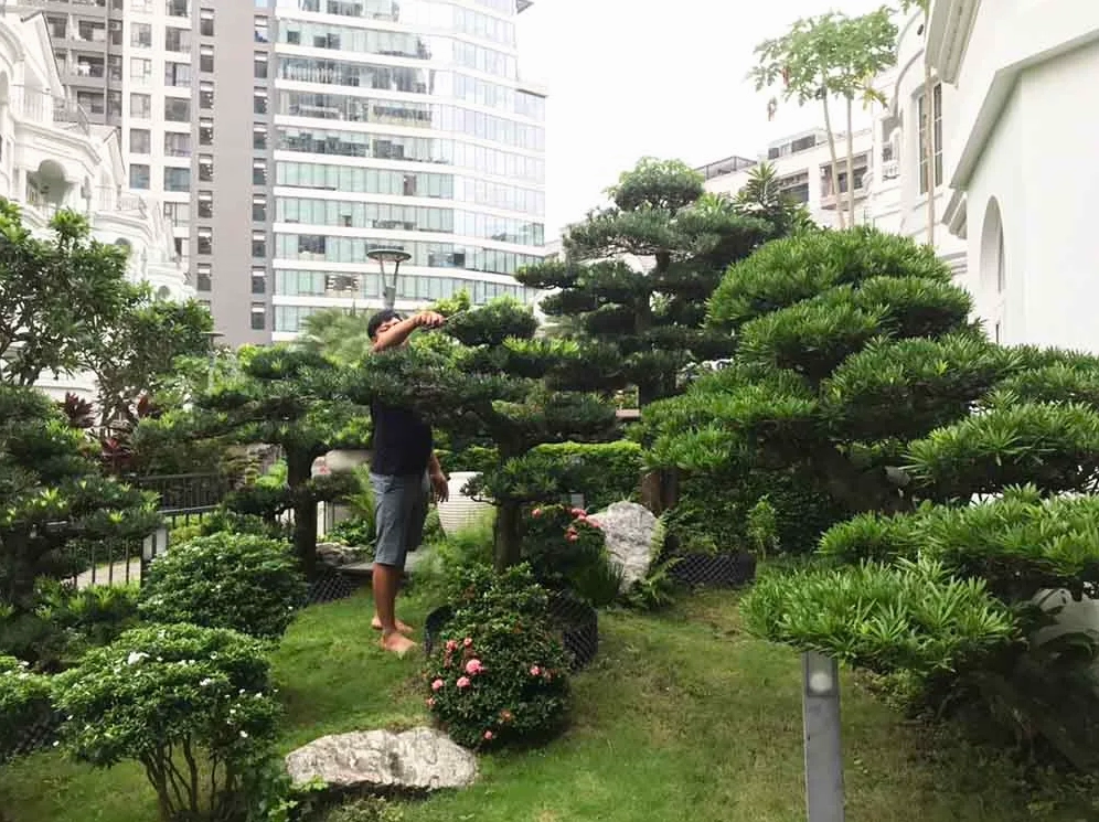 Cây tùng bonsai và tùng cảnh được chăm sóc tạo dáng trong khu vườn