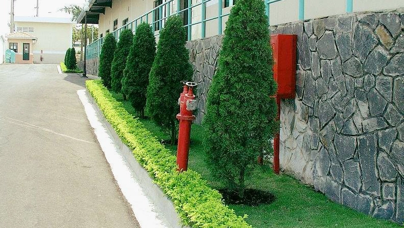 Cây tùng búp được trồng làm cảnh mang lại sắc xanh và ý nghĩa phong thủy