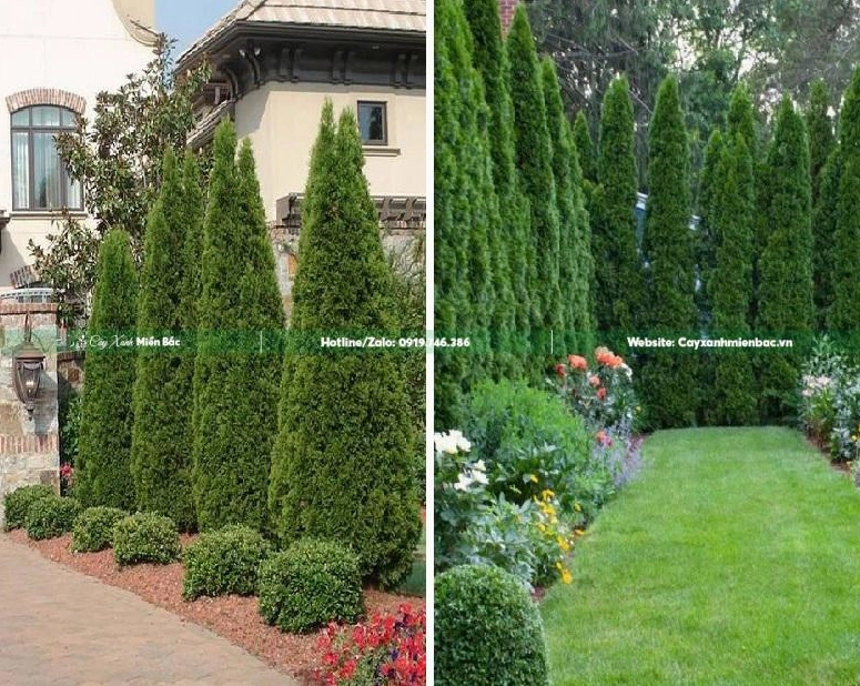 Cây tùng búp trồng trong sân gia đình tạo điểm nhấn xanh yên bình