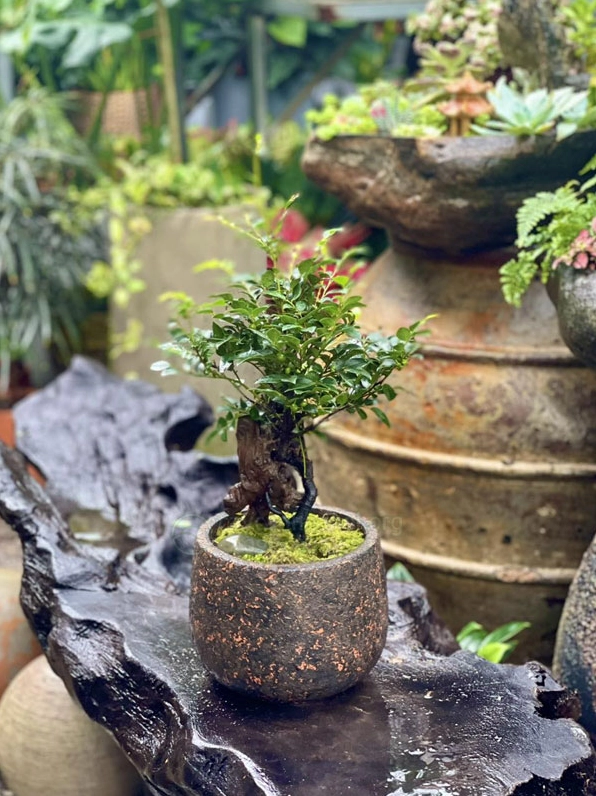 Cây Tùng Đen còn được biết đến với tên gọi khác trong một khung hình gần gũi và tự nhiên