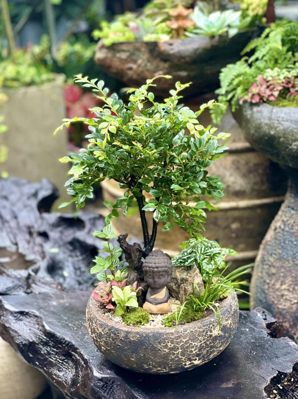Cây Tùng Đen đẹp trong bố cục phong thủy hài hòa làm nổi bật ý nghĩa may mắn và bền vững