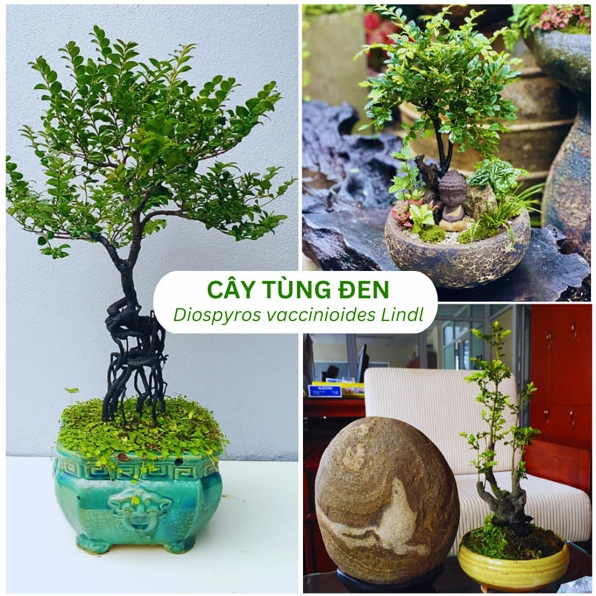 Cây Tùng Đen phong thủy với tán lá xanh thẫm nổi bật trong không gian trưng bày trang nhã
