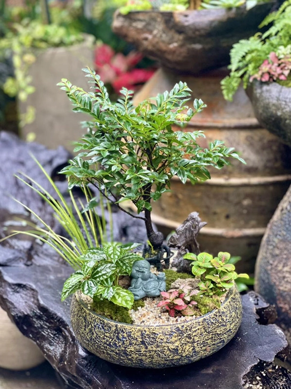 Cây Tùng Đen trong khung cảnh trưng bày gợi liên tưởng đến lựa chọn phong thủy cho tuổi Tí và Hợi