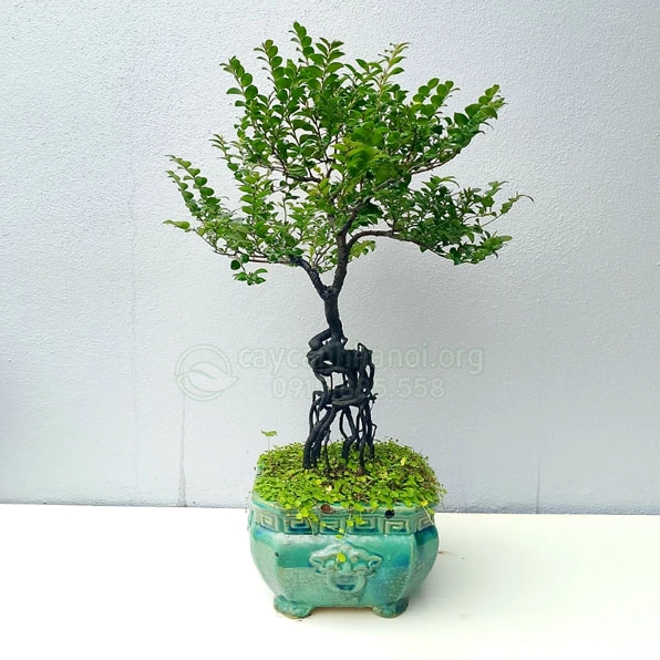 Cây Tùng Đen trồng trong chậu với thân khỏe và lá kim xanh thẫm nổi bật giữa không gian sáng
