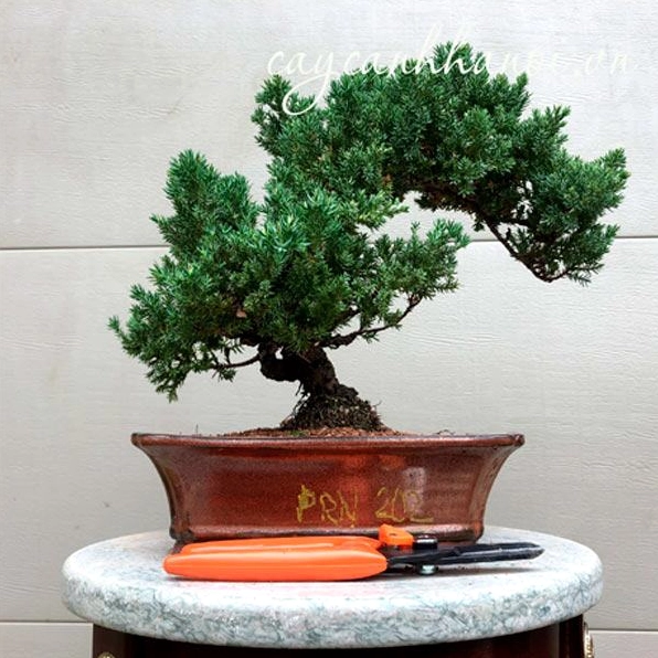 Cây tùng kim bonsai đẹp với tán lá gọn, cành phân tầng và dáng cây đầy chất nghệ thuật