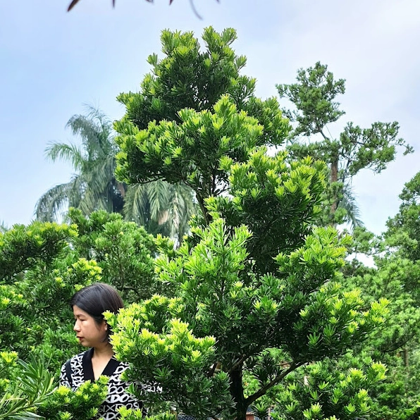 Cây Tùng Kim Cương dùng trang trí sân vườn với hình khối đẹp mắt và màu xanh đậm bền bỉ