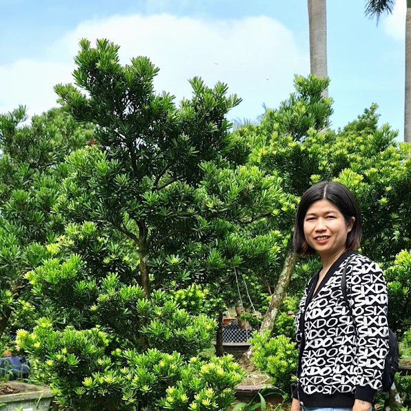 Cây Tùng Kim Cương sân vườn với dáng cây thanh thoát và cụm lá dày đều dưới ánh sáng tự nhiên