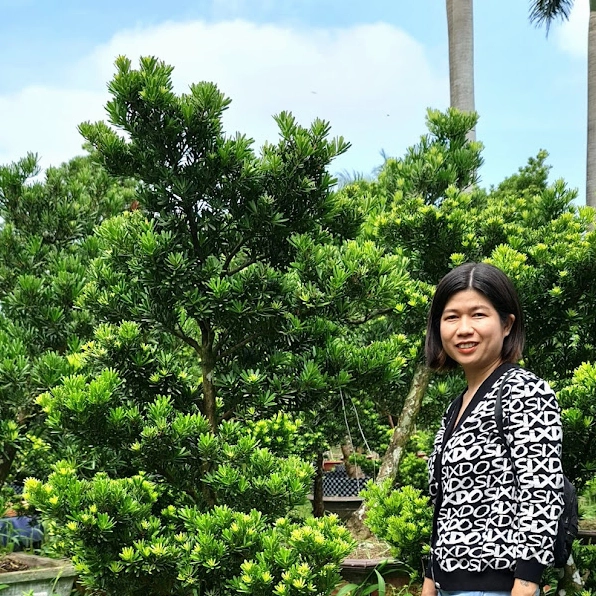 Cây tùng kim cương trang trí sân vườn trong bố cục gọn gàng, tỏa vẻ xanh mát và trang nhã