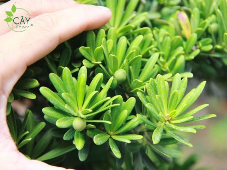 Cây Tùng Kim Cương trong giai đoạn trồng chăm sóc với thân khỏe và bộ lá xanh non phát triển đều