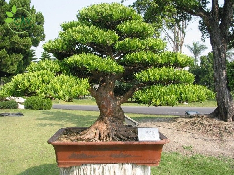 Cây Tùng Kim Cương với tán lá xanh dày và dáng đứng gọn gàng nổi bật giữa không gian cảnh quan