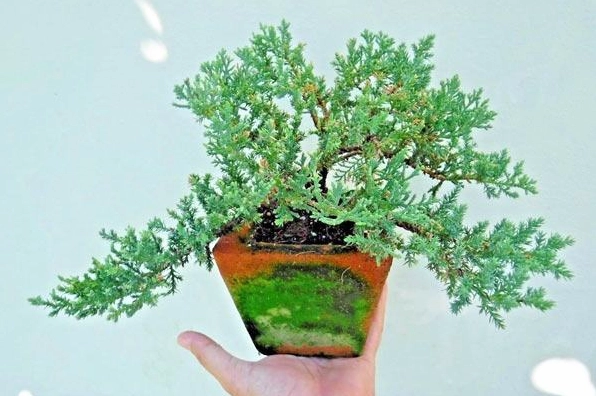 Cây tùng kim trang trí bàn làm việc với kích thước nhỏ gọn, màu lá xanh dịu và dáng thanh lịch