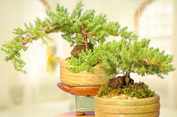 Cây tùng kim trang trí nội thất mang sắc xanh trang nhã, giúp không gian trong nhà thêm thanh sạch
