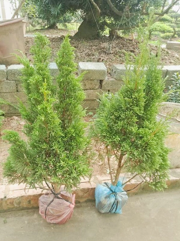 Cây tùng kim trồng sân vườn với tán lá dày, dáng đứng nổi bật giữa khoảng xanh ngoài trời