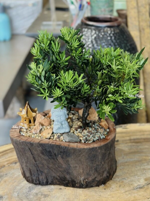 Cây Tùng La Hán bonsai mini có tán lá xanh đậm và dáng đứng cân đối trong chậu nhỏ