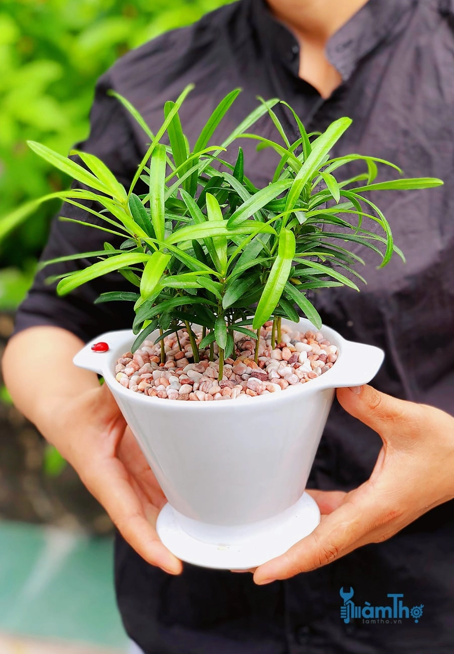 Cây Tùng La Hán bonsai nhỏ với lá kim xanh và bố cục thích hợp làm cây văn phòng