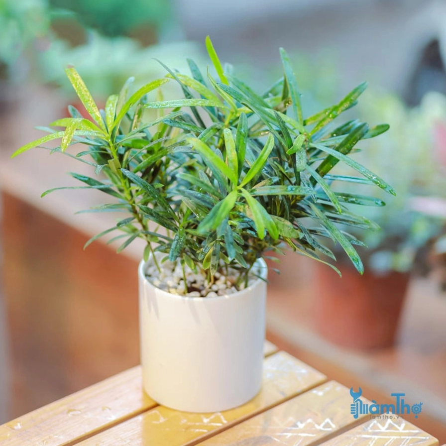 Cây Tùng La Hán để bàn mini có dáng nhỏ nhắn với sắc lá xanh tươi và thân cây thanh thoát