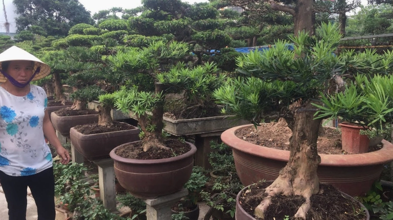 Cây Tùng La Hán kiểng được tạo hình đẹp mắt trong không gian trưng bày sang trọng