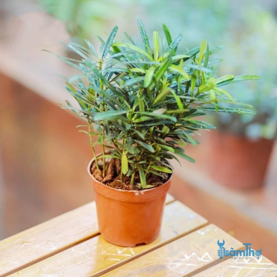Cây Tùng La Hán mini được trồng như bonsai để bàn với lá xanh nhỏ và dáng cây mộc mạc