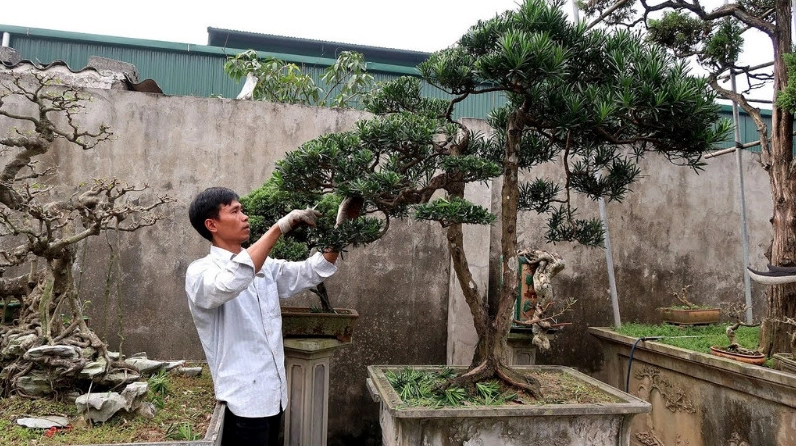 Cây Tùng La Hán tạo kiểu với thân uốn nghệ thuật và tán lá được chăm chút kỹ lưỡng