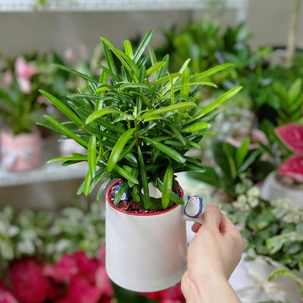 Cây Tùng La Hán tiểu cảnh mini để bàn với bố cục xanh mát và dáng cây hài hòa