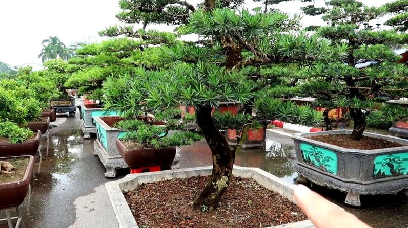 Cây Tùng La Hán trong chậu với tán lá xanh dày và dáng cây gọn gàng thanh lịch