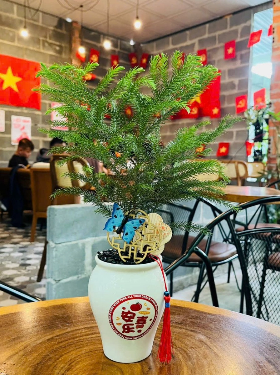 Cây Tùng Lá Kim có thân gọn, lá kim nhỏ phủ đều, phù hợp trang trí không gian sống hiện đại