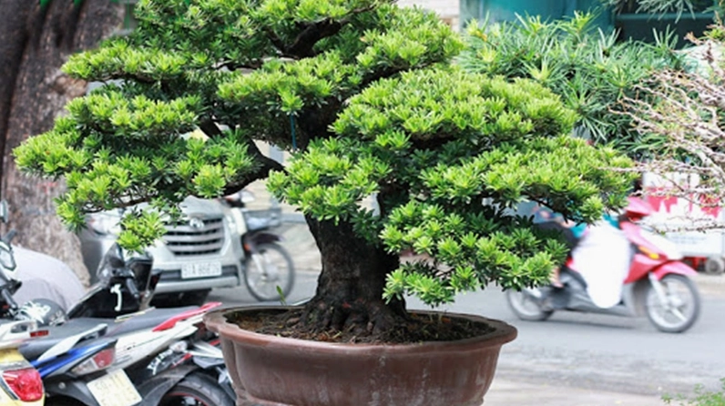 Cây Tùng Nhật được ứng dụng làm cảnh trong nhiều không gian với vẻ đẹp trang nhã