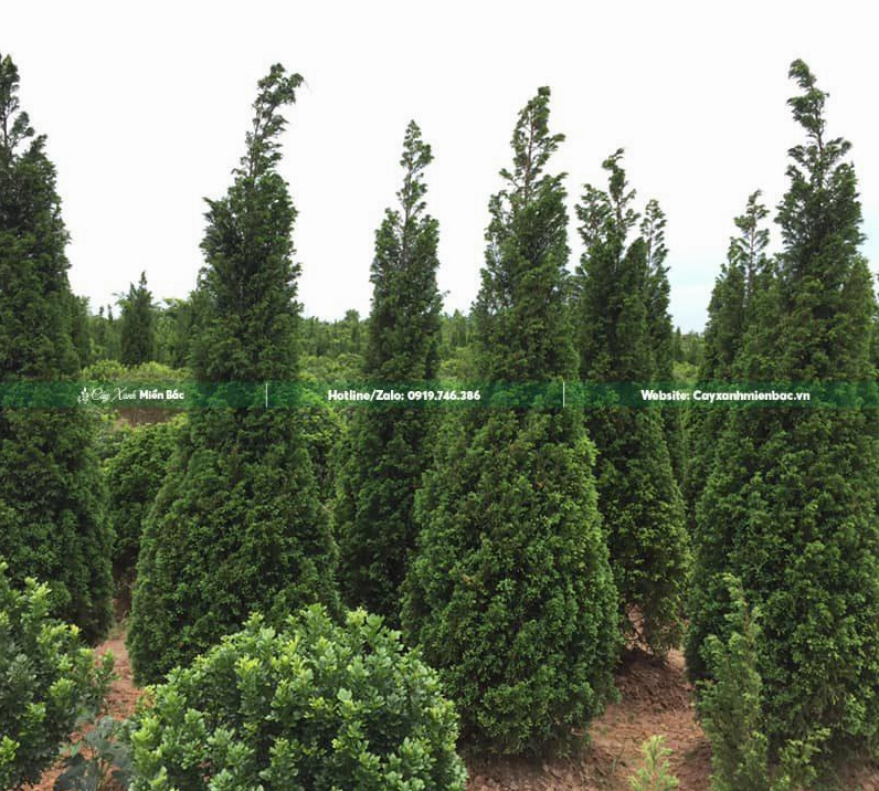 Cây tùng tháp cao 2m có dáng cân đối và lá xanh mướt