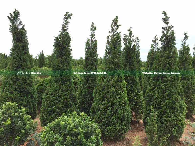 Cây tùng tháp cao 2m xanh dày và cân đối