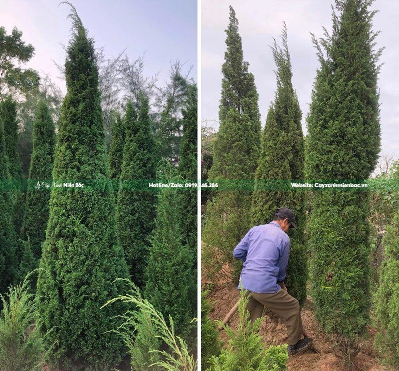 Cây tùng tháp cao 3m với tán xanh dày nhìn từ góc gần