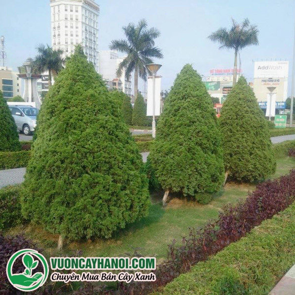 Cây tùng tháp được trồng và chăm sóc trong vườn với tán lá xanh đều