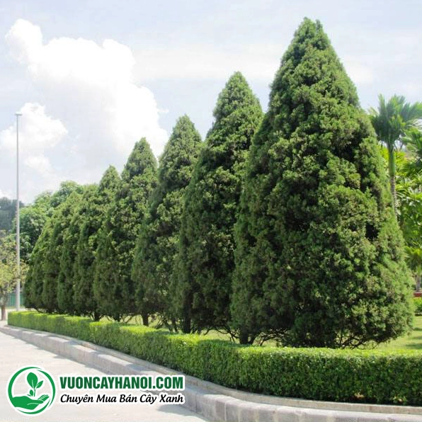 Cây Tùng Tháp hay Cây Bút Tùng có dáng cao thon như ngọn bút xanh