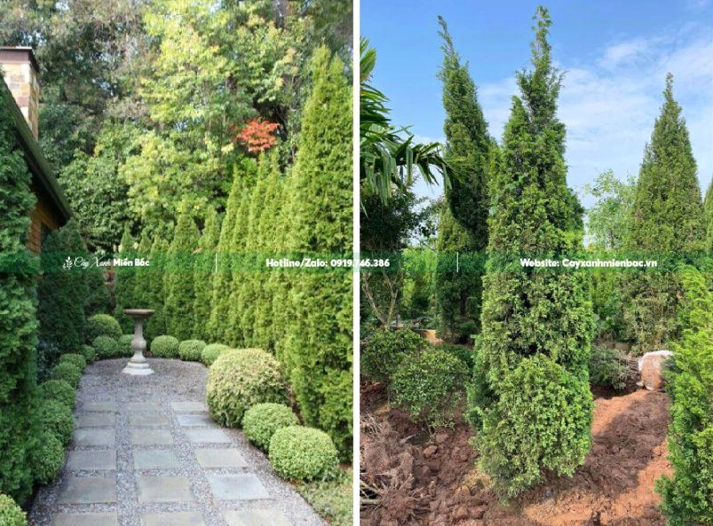Cây tùng tháp trồng trong biệt thự với dáng xanh sang trọng