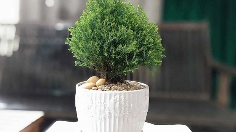 Cây Tùng Tuyết mang sắc xanh dịu, dáng cây gọn gàng và hài hòa trong khung hình