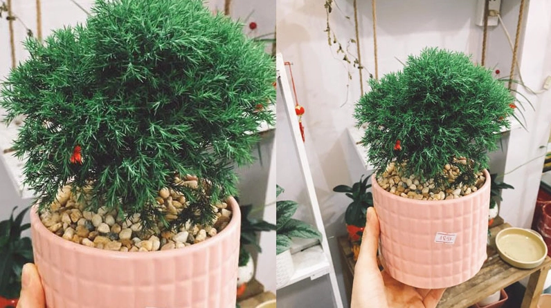 Cây Tùng Tuyết trong khung hình cận cảnh cho thấy lớp lá xanh mịn và cấu trúc gọn đẹp