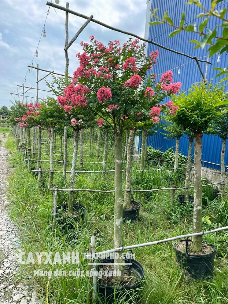 Cây tường vi có dáng tán cân đối và màu lá xanh thích hợp làm cây cảnh sân vườn