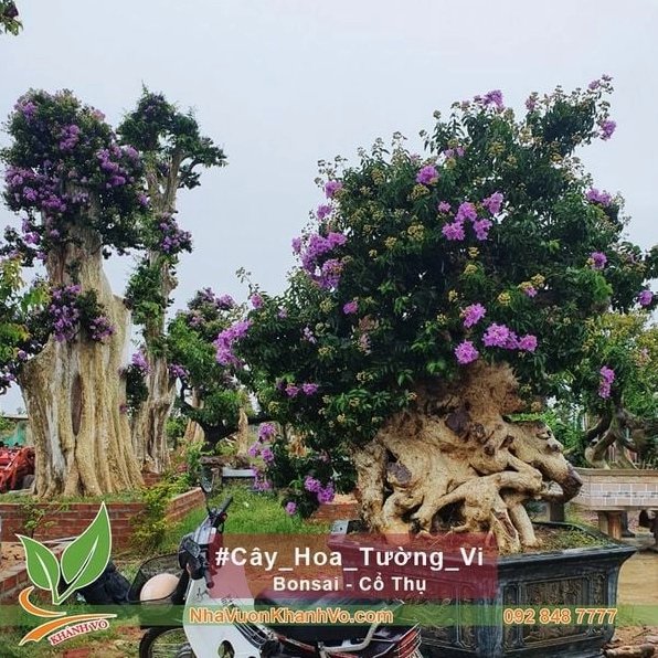 Cây Tường Vi ghép Bằng Lăng cổ thụ bonsai có dáng thân độc đáo
