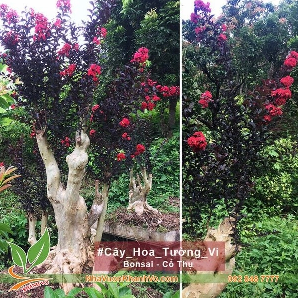 Cây Tường Vi Huyết Long bonsai với thân dáng nghệ thuật và hoa nổi bật