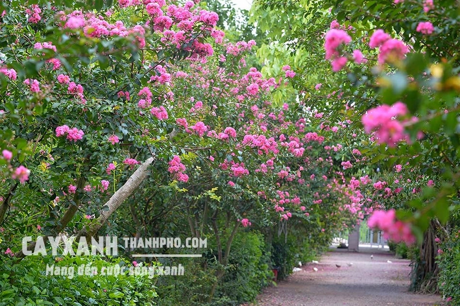 Cây tường vi trưởng thành có tán lá xanh và dáng cây phù hợp trồng sân vườn
