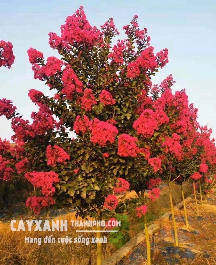 Cây tường vy xanh tốt với những chùm hoa mềm mại làm sáng bừng góc vườn