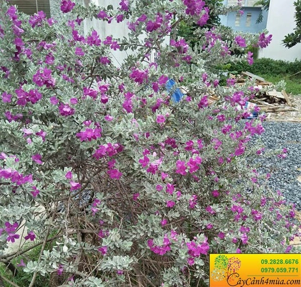 Cây Tuyết Sơn Phi Hồng gợi bảng màu hoa rực rỡ khi đặt cạnh Cây Hồng Phúc tím