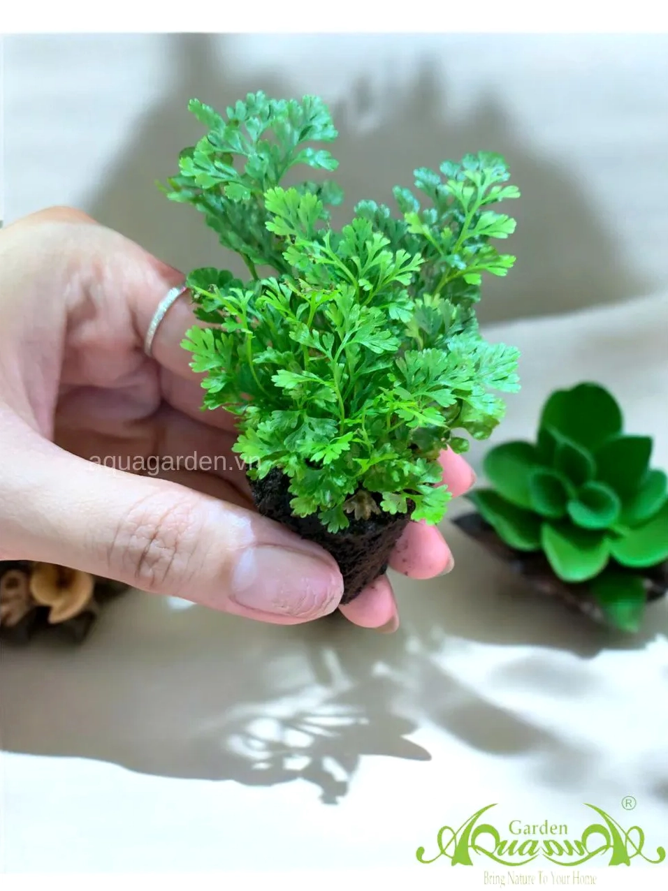 Cây ưa ẩm xanh mát trong không gian trồng cây cần độ ẩm ổn định