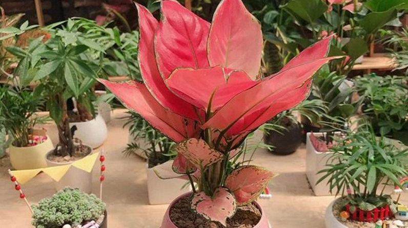 Cây Vạn Lộc có sắc hồng pha xanh mềm mại, nổi bật như một dải màu dịu dàng giữa góc nội thất