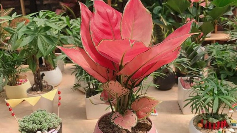 Cây Vạn Lộc có sắc lá hồng xanh nổi bật trong chậu để bàn mang vẻ đẹp trẻ trung