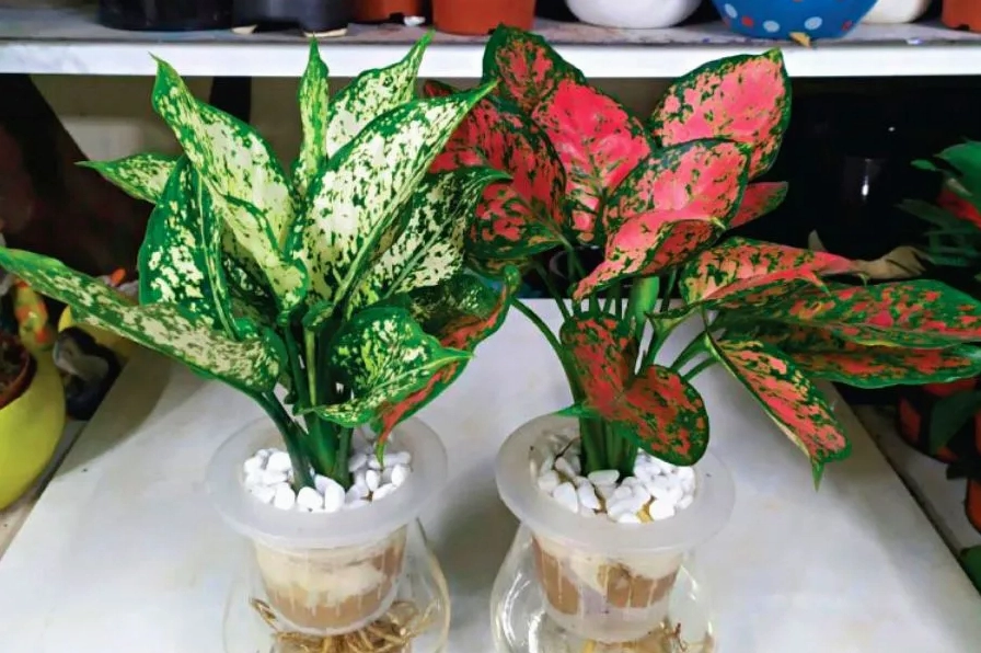 Cây Vạn Lộc còn được gọi là cây Thiên Phú với dáng lá mềm mại giàu sức sống