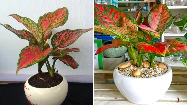 Cây vạn lộc đẹp mắt với lá đỏ xanh sặc sỡ thích hợp làm cây trang trí trong nhà